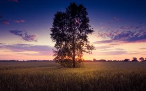 Sunset scenery, lonely tree, wheat field wallpaper thumb