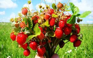 Bouquet Of Wild Strawberries wallpaper thumb