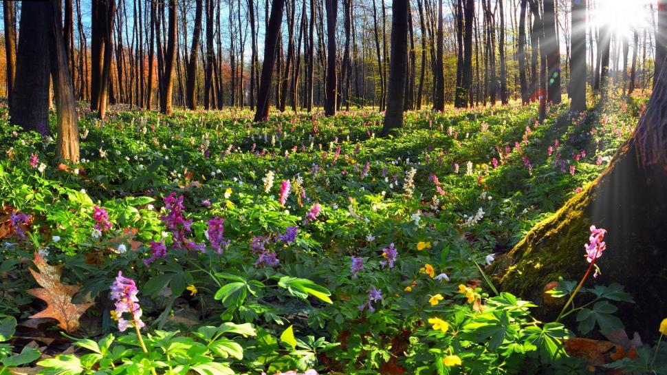 Lots Of Flowers In The Forest wallpaper,Forest HD wallpaper,1920x1080 wallpaper