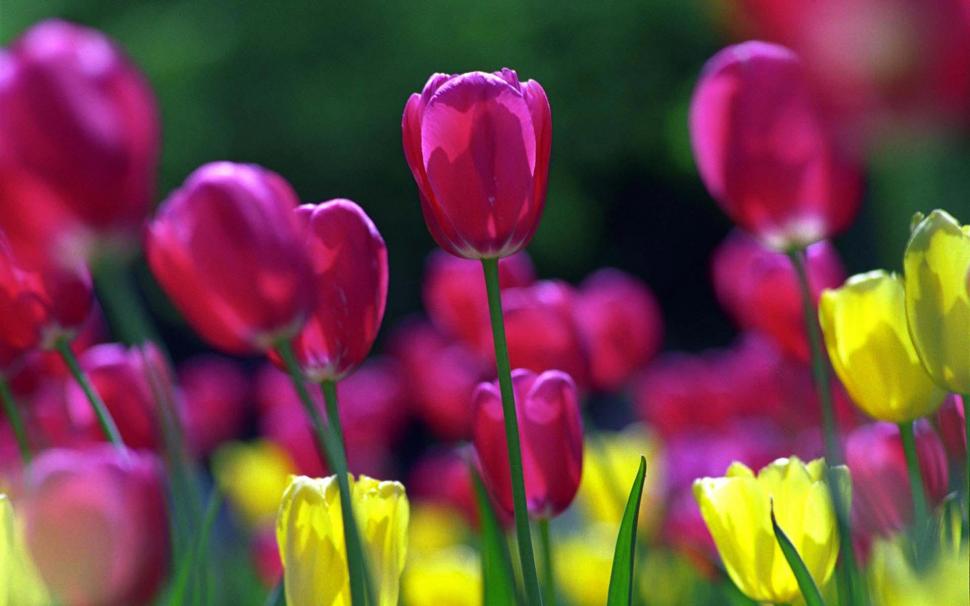 Spring Tulips HD wallpaper,flowers HD wallpaper,spring HD wallpaper,tulips HD wallpaper,1920x1200 wallpaper