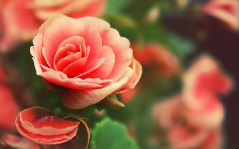 Rose bud close-up wallpaper,flowers HD wallpaper,2560x1600 HD wallpaper,rose HD wallpaper,2560x1600 wallpaper