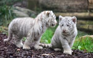 White tiger cubs wallpaper thumb