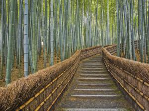 Bamboo Stairs Path Trail HD wallpaper thumb