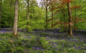 Bluebells In A Beautiful Forest wallpaper thumb