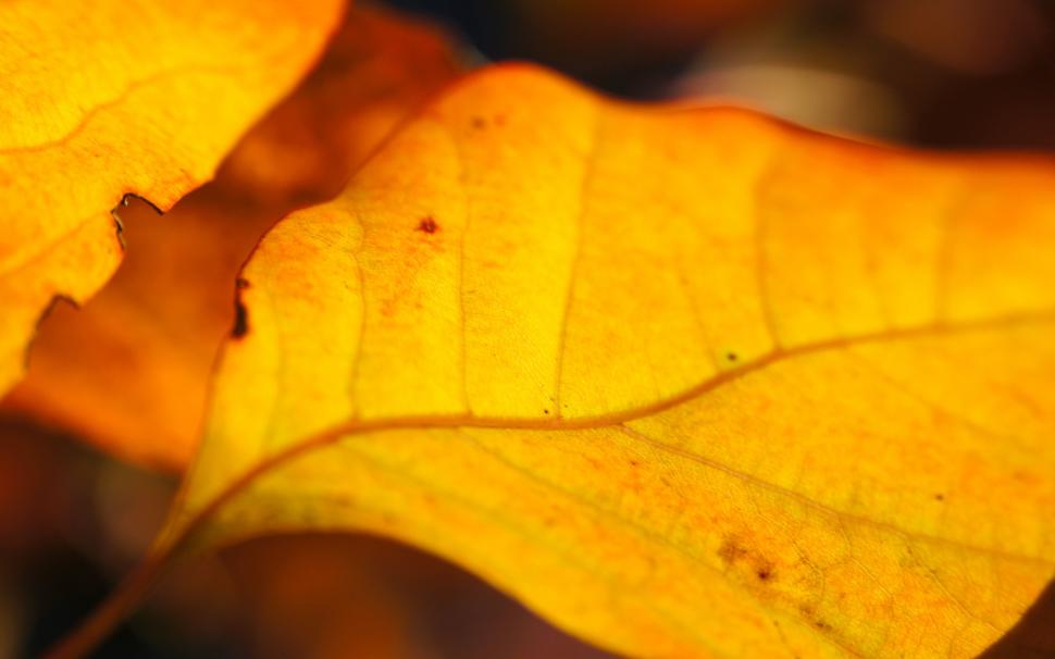 Yellow leaves of autumn close-up wallpaper,Yellow HD wallpaper,Leaves HD wallpaper,Autumn HD wallpaper,2560x1600 wallpaper