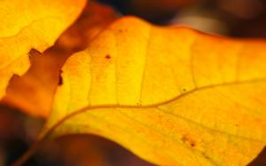 Yellow leaves of autumn close-up wallpaper thumb