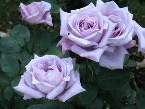 Lavender Roses For Luiza wallpaper thumb