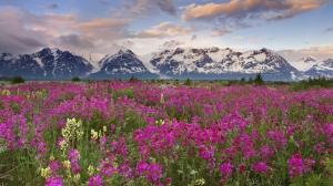 Nature Landscapes Meadow Valley Plants Flowers Mountains Peaks Sky Clouds 1080p wallpaper thumb