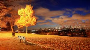 Fall, Leaves, Bench, Trees, Cityscape, Night View wallpaper thumb