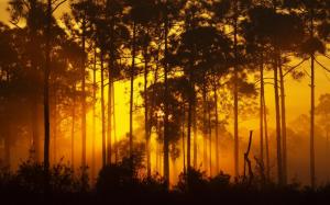 Bush Nature Landscapes Trees Woods Forest Sunlight Beams Rays Filtered Sunrise Sunset Glow Wide wallpaper thumb