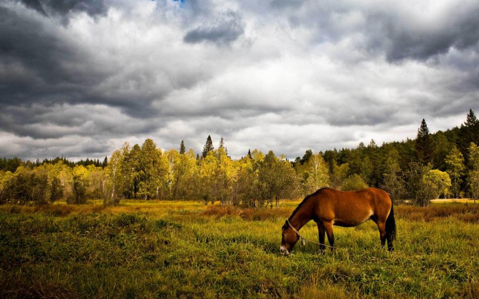 Horse Trees Clouds HD wallpaper,animals HD wallpaper,trees HD wallpaper,clouds HD wallpaper,horse HD wallpaper,2560x1600 wallpaper