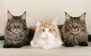 Three cats wallpaper thumb