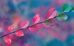 Green leaves turn red in autumn wallpaper thumb