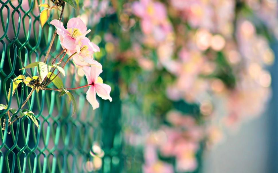 Fb Cover Flower wallpaper,Fb Cover  HD wallpaper,flower HD wallpaper,pink HD wallpaper,plant HD wallpaper,Wallpaper HD wallpaper,1920x1200 HD wallpaper,4k pics HD wallpaper,2880x1800 wallpaper