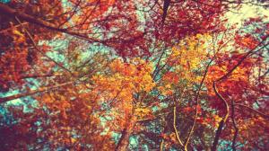 Trees, Leaves, Colorful wallpaper thumb