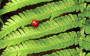 Spring green leaves ladybug wallpaper thumb