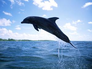 Animal, Dolphin, Jumping, Fish, Blue, Sea wallpaper thumb