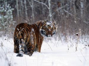 Tiger in Snow wallpaper thumb
