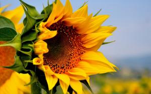 Sunflower, yellow flowers, summer wallpaper thumb