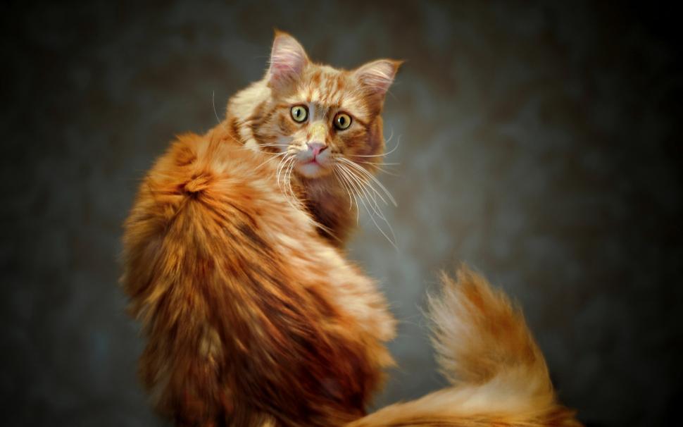 Cat's tail cat's eyes wallpaper,Cat HD wallpaper,Tail HD wallpaper,Eye HD wallpaper,1920x1200 wallpaper