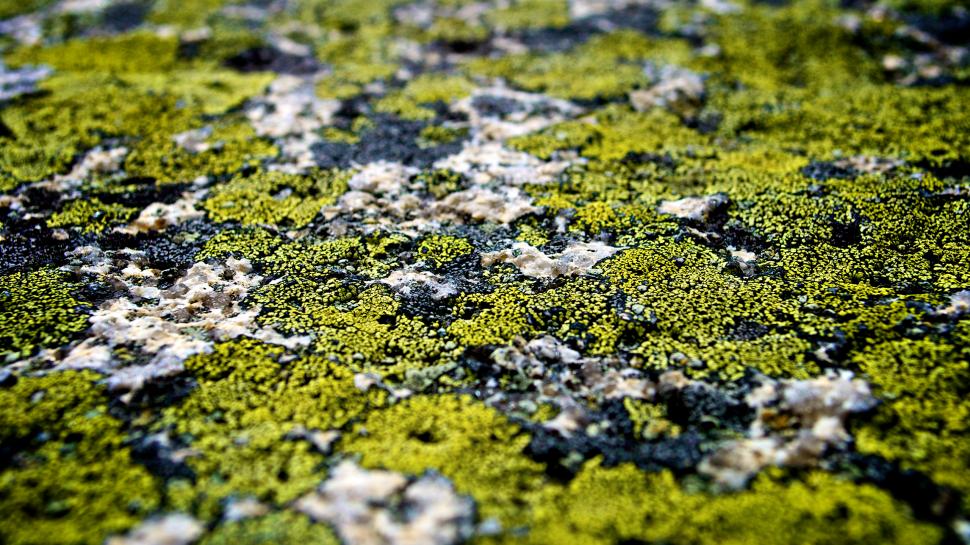 Macro Moss Rock Stone HD wallpaper,nature HD wallpaper,macro HD wallpaper,rock HD wallpaper,stone HD wallpaper,moss HD wallpaper,2560x1440 wallpaper