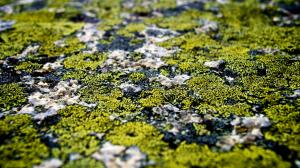 Macro Moss Rock Stone HD wallpaper thumb