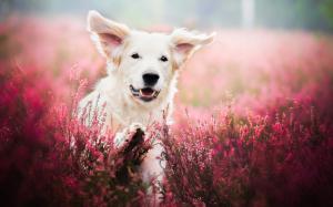 White dog, face, lavender, flowers wallpaper thumb