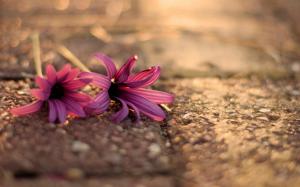 Two pink flowers on the ground wallpaper thumb