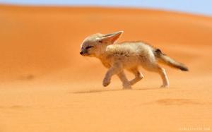 Tibetan Sand Fox Cub wallpaper thumb