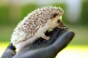 *** Small Hedgehog *** wallpaper thumb