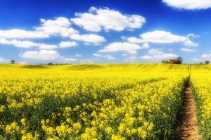 sky, clouds, field, flowers, rapeseed, pathway, house wallpaper thumb