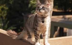 Cute cat, collar, street, attention wallpaper thumb