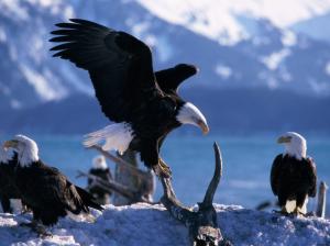Wings Extended Bald Eagles wallpaper thumb