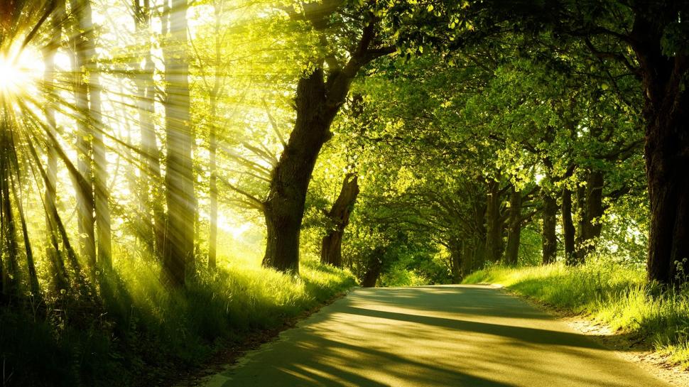 Sunrise, spring, forest, trees, road wallpaper,Sunrise HD wallpaper,Spring HD wallpaper,Forest HD wallpaper,Trees HD wallpaper,Road HD wallpaper,1920x1080 wallpaper