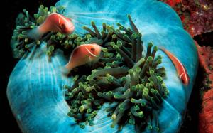 Tropical fish and green coral wallpaper thumb