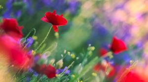Poppies flowers, red, purple, stems, leaves wallpaper thumb