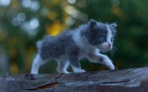 Cute kitten baby, furry, walking wallpaper thumb