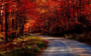 Landscapes Trees Forest Roads HD wallpaper thumb