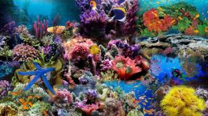 Undersea Life wallpaper thumb