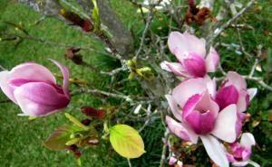 Magnolia Liliflora Desr. wallpaper thumb