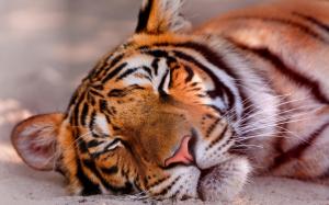 Sleeping Tiger wallpaper thumb