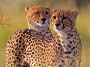 Cheetahs, wild cat, Africa wallpaper thumb