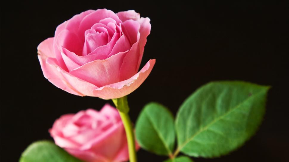 Best Pink Roses wallpaper,pink HD wallpaper,best HD wallpaper,roses HD wallpaper,2560x1440 wallpaper