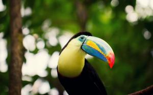 Toucan, beak, eyes, bokeh wallpaper thumb