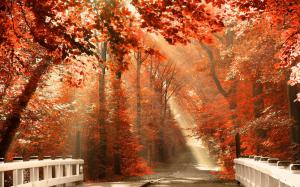 Nature Autumn Forest Leaves Iphone wallpaper thumb