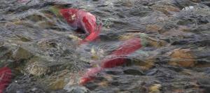 Salmon Fish River Underwater Pictures wallpaper thumb