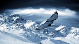 Bald Eagle In Winter wallpaper thumb