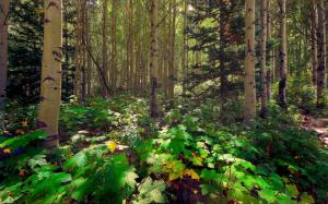 Forest, trees, aspen, pine, sunlight, leaves wallpaper thumb