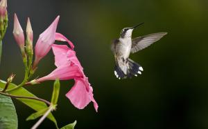 Hummingbird flying, pink flowers wallpaper thumb
