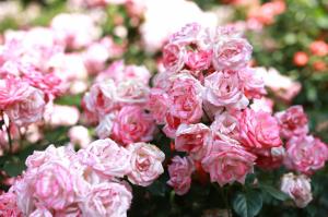 rose, pink, buds, blooms wallpaper thumb